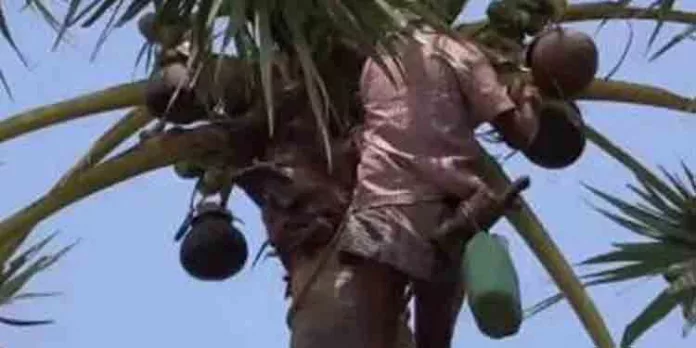 കള്ള് ചോദിച്ചിട്ട് കൊടുത്തില്ല ; തെങ്ങ് മുറിച്ച് താഴെയിട്ടു ; ചെത്ത് തൊഴിലാളിക്ക് പരിക്ക് കള്ള് ചോദിച്ചിട്ട് കൊടുത്തില്ല ; തെങ്ങ് മുറിച്ച് താഴെയിട്ടു ; ചെത്ത് തൊഴിലാളിക്ക് പരിക്ക്