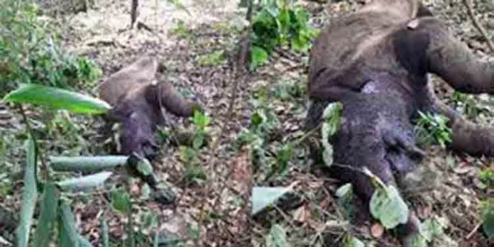 വിതുരയില് കുട്ടിയാനയെ ചരിഞ്ഞ നിലയില് കണ്ടെത്തി വിതുരയില് കുട്ടിയാനയെ ചരിഞ്ഞ നിലയില് കണ്ടെത്തി