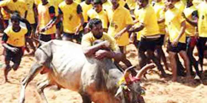 ജെല്ലിക്കെട്ടിനിടെ 60 പേര്ക്ക് പരിക്ക് ജെല്ലിക്കെട്ടിനിടെ 60 പേര്ക്ക് പരിക്ക്