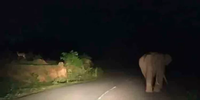 തുടരെ ഹോണ് മുഴക്കി, ജീപ്പ് ഇരമ്പിച്ചു; പടയപ്പയെ പ്രകോപിപ്പിച്ച് ജീപ്പ് ഡ്രൈവർമാർ തുടരെ ഹോണ് മുഴക്കി, ജീപ്പ് ഇരമ്പിച്ചു; പടയപ്പയെ പ്രകോപിപ്പിച്ച് ജീപ്പ് ഡ്രൈവർമാർ