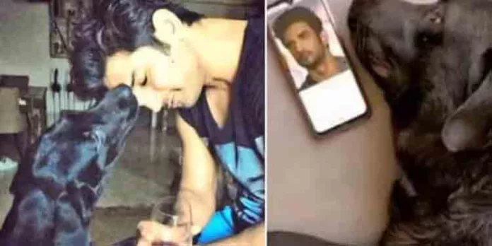സുശാന്ത് സിംഗ് മരിച്ചത് അറിയാതെ കാത്തിരുന്നു : അവസാനം വളര്ത്തു നായയും വിട പറഞ്ഞു സുശാന്ത് സിംഗ് മരിച്ചത് അറിയാതെ കാത്തിരുന്നു : അവസാനം വളര്ത്തു നായയും വിട പറഞ്ഞു