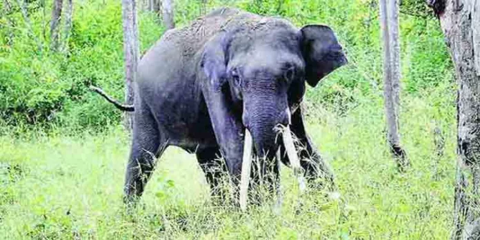 പിടി 7 അല്ല , ഇനിമുതല് ധോണി ; പുതിയ പേരിട്ട് വനം മന്ത്രി എ കെ ശശീന്ദ്രന് പിടി 7 അല്ല , ഇനിമുതല് ധോണി ; പുതിയ പേരിട്ട് വനം മന്ത്രി എ കെ ശശീന്ദ്രന്