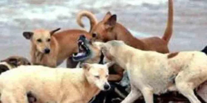 കൊല്ലം ജില്ലയില് നായ്ക്കളില് വൈറസ് ബാധ ; മൂന്നു മാസത്തിനിടെ ചത്തുവീണത് നിരവധി തെരുവുനായ്ക്കള് കൊല്ലം ജില്ലയില് നായ്ക്കളില് വൈറസ് ബാധ ; മൂന്നു മാസത്തിനിടെ ചത്തുവീണത് നിരവധി തെരുവുനായ്ക്കള്