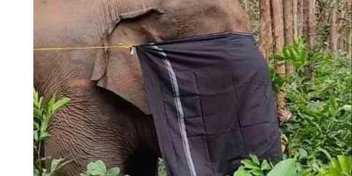 കണ്ണുകള് തുണികൊണ്ട് മൂടി ; പി.ടി.സെവനെ ലോറിയില് കയറ്റുന്ന നടപടികള് തുടങ്ങി കണ്ണുകള് തുണികൊണ്ട് മൂടി ; പി.ടി.സെവനെ ലോറിയില് കയറ്റുന്ന നടപടികള് തുടങ്ങി