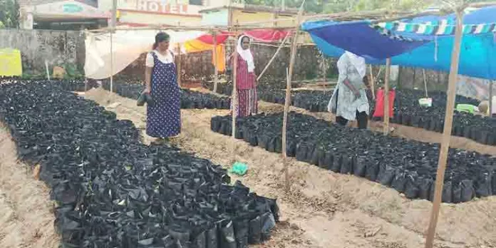 അരലക്ഷത്തില്പരം വൃക്ഷതൈകള് ഉത്പാദിപ്പിച്ച് അരൂരിലെ തൊഴിലുറപ്പ് തൊഴിലാളികള് അരലക്ഷത്തില്പരം വൃക്ഷതൈകള് ഉത്പാദിപ്പിച്ച് അരൂരിലെ തൊഴിലുറപ്പ് തൊഴിലാളികള്