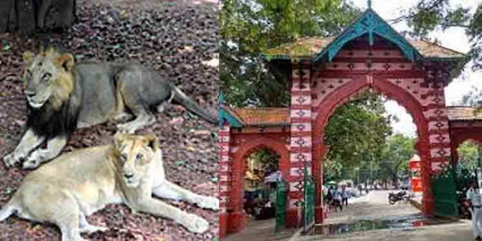 മൃഗശാലയിലെ ക്ഷയരോഗബാധക്ക് കാരണം അധികൃതരുടെ വീഴ്ച : പരിശോധനാ റിപ്പോര്ട്ട് മൃഗശാലയിലെ ക്ഷയരോഗബാധക്ക് കാരണം അധികൃതരുടെ വീഴ്ച : പരിശോധനാ റിപ്പോര്ട്ട്