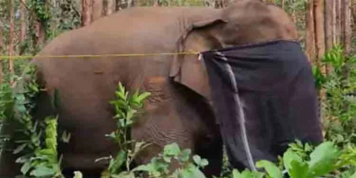 പി ടി 7ന്റെ ശരീരത്തിൽ നിന്ന് കണ്ടെത്തിയത് 15 പെല്ലറ്റുകൾ ; വെടിയേറ്റത് നാടൻ തോക്കിൽ നിന്ന് പി ടി 7ന്റെ ശരീരത്തിൽ നിന്ന് കണ്ടെത്തിയത് 15 പെല്ലറ്റുകൾ ; വെടിയേറ്റത് നാടൻ തോക്കിൽ നിന്ന്