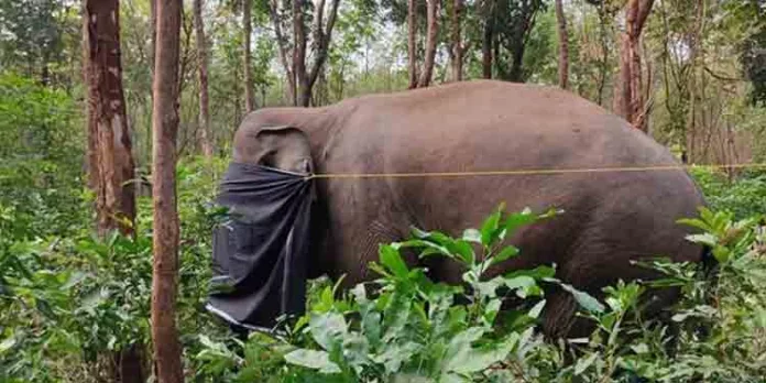 ധോണിയുടെ ശരീരത്തിൽ നിന്നും പെല്ലറ്റിൻ കണ്ടെത്തിയ സംഭവം ; അന്വേഷണം ദുഷ്ക്കരമെന്ന് വനം വകുപ്പ് ധോണിയുടെ ശരീരത്തിൽ നിന്നും പെല്ലറ്റിൻ കണ്ടെത്തിയ സംഭവം ; അന്വേഷണം ദുഷ്ക്കരമെന്ന് വനം വകുപ്പ്