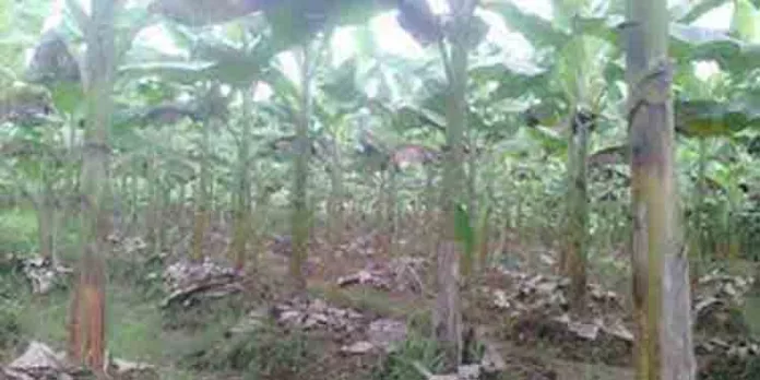 വേനൽമഴയിലെ കാറ്റിൽ നശിച്ച് വാഴക്കുലകള് വേനൽമഴയിലെ കാറ്റിൽ നശിച്ച് വാഴക്കുലകള്
