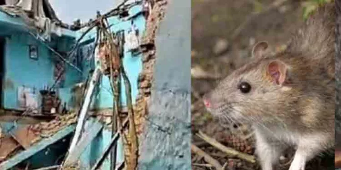 മാടിവിളിച്ച് മരണം ; കുടുംബത്തെ ഒന്നാകെ രക്ഷിച്ച് എലി മാടിവിളിച്ച് മരണം ; കുടുംബത്തെ ഒന്നാകെ രക്ഷിച്ച് എലി