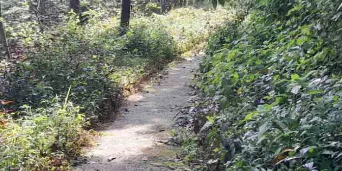 എലിമുള്ളുംപ്ലാക്കൽ – പേരുവാലി എം.ജി റോഡ് നവീകരണത്തിന് തുടക്കം എലിമുള്ളുംപ്ലാക്കൽ – പേരുവാലി എം.ജി റോഡ് നവീകരണത്തിന് തുടക്കം