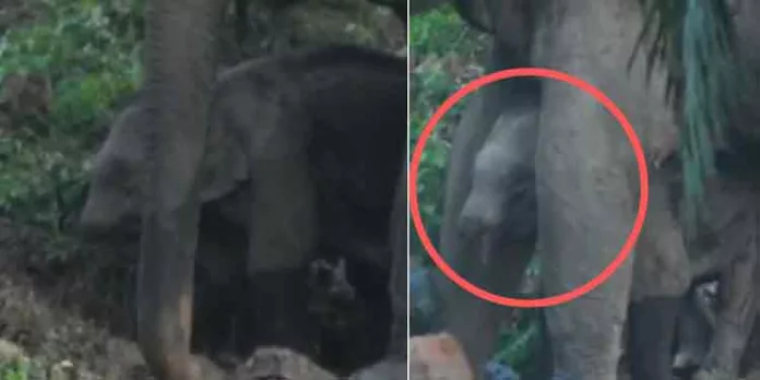 അതിരപ്പിള്ളി പ്ലാന്റേഷന് എണ്ണപ്പനതോട്ടത്തില് തുമ്പിക്കൈ അറ്റുപോയ നിലയില് ആനക്കുട്ടി അതിരപ്പിള്ളി പ്ലാന്റേഷന് എണ്ണപ്പനതോട്ടത്തില് തുമ്പിക്കൈ അറ്റുപോയ നിലയില് ആനക്കുട്ടി