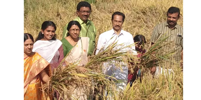 കൊയ്തുത്സവം നടന്നു കൊയ്തുത്സവം നടന്നു