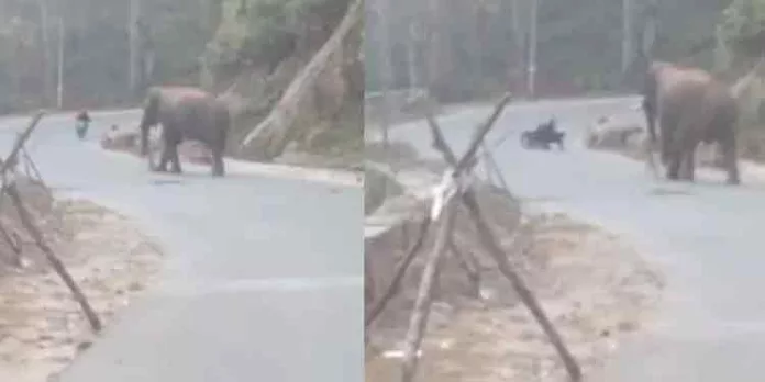 കാട്ടാനയുടെ ആക്രമണത്തില് നിന്നും ബൈക്ക് യാത്രികര് തലനാരിഴയ്ക്ക് രക്ഷപെട്ടു കാട്ടാനയുടെ ആക്രമണത്തില് നിന്നും ബൈക്ക് യാത്രികര് തലനാരിഴയ്ക്ക് രക്ഷപെട്ടു