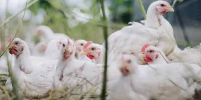പക്ഷിപ്പനി ; സംസ്ഥാനത്ത് കോഴിയിറച്ചി വില കുറഞ്ഞു പക്ഷിപ്പനി ; സംസ്ഥാനത്ത് കോഴിയിറച്ചി വില കുറഞ്ഞു