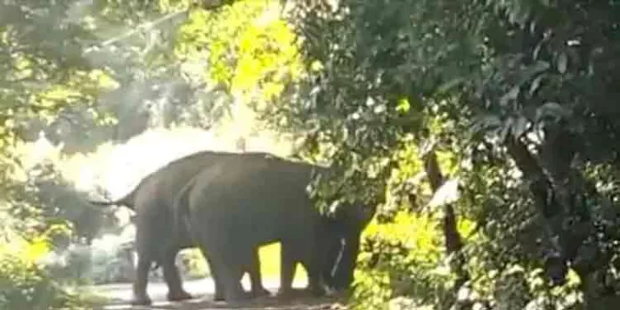 പത്തനംതിട്ട- ഗവി പാതയിൽ കെഎസ്ഇബി വാഹനം കടത്തി വിടാതെ കാട്ടാനകള് പത്തനംതിട്ട- ഗവി പാതയിൽ കെഎസ്ഇബി വാഹനം കടത്തി വിടാതെ കാട്ടാനകള്