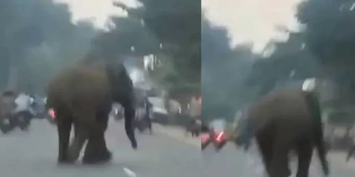 അട്ടപ്പാടി ആനക്കട്ടിയില് ഭീതി പടര്ത്തി ഒറ്റയാന്റെ ആക്രമണം അട്ടപ്പാടി ആനക്കട്ടിയില് ഭീതി പടര്ത്തി ഒറ്റയാന്റെ ആക്രമണം