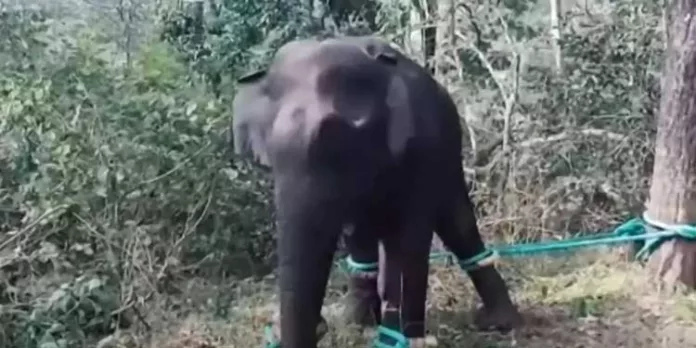 ആനയെ മയക്ക് വെടി വെക്കാനുള്ള ഉത്തരവ് വൈകിയതിൽ വനംമന്ത്രിക്ക് വിശദീകരണം നൽകി ചീഫ് വൈൽഡ് ലൈഫ് വാർഡൻ ആനയെ മയക്ക് വെടി വെക്കാനുള്ള ഉത്തരവ് വൈകിയതിൽ വനംമന്ത്രിക്ക് വിശദീകരണം നൽകി ചീഫ് വൈൽഡ് ലൈഫ് വാർഡൻ