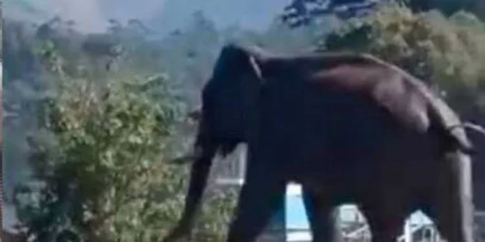 ഇടുക്കി ആനയിറങ്കൽ ഹൈഡൽ ടൂറിസം സെന്ററിൽ കാട്ടാന ഇറങ്ങി ഇടുക്കി ആനയിറങ്കൽ ഹൈഡൽ ടൂറിസം സെന്ററിൽ കാട്ടാന ഇറങ്ങി