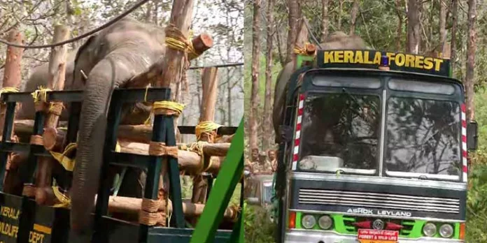 പിടി സെവനെ ധോണി ഫോറസ്റ്റ് ഓഫീസിലെത്തിച്ചു പിടി സെവനെ ധോണി ഫോറസ്റ്റ് ഓഫീസിലെത്തിച്ചു