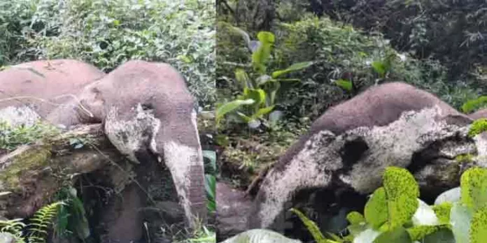 നിലമ്പൂർ മുണ്ടേരി വനത്തിൽ കാട്ടാനയെ ചരിഞ്ഞ നിലയിൽ കണ്ടെത്തി നിലമ്പൂർ മുണ്ടേരി വനത്തിൽ കാട്ടാനയെ ചരിഞ്ഞ നിലയിൽ കണ്ടെത്തി