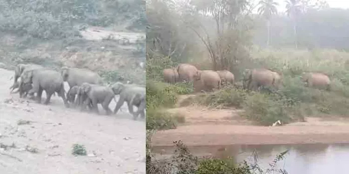 നിലമ്പൂര് കരുളായിയിലെ ജനവാസ മേഖലയില് കാട്ടാനക്കൂട്ടമിറങ്ങി നിലമ്പൂര് കരുളായിയിലെ ജനവാസ മേഖലയില് കാട്ടാനക്കൂട്ടമിറങ്ങി