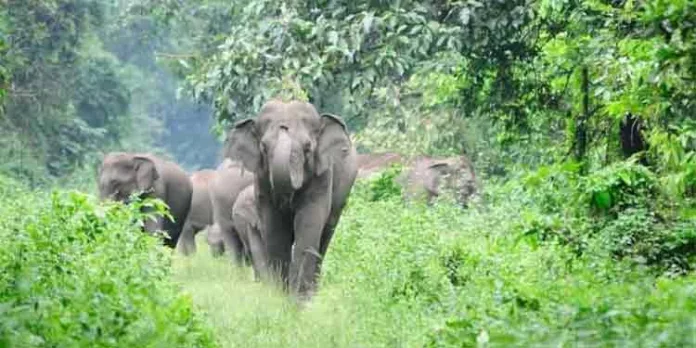പാലക്കാട് ധോണി നിവാസികൾക്ക് ആനപേടിയിൽ നിന്നും മുക്തിയില്ല ; കേന്ദ്ര മന്ത്രി ഭഗവന്ത് ഖുബേ സന്ദർശനം നടത്തും പാലക്കാട് ധോണി നിവാസികൾക്ക് ആനപേടിയിൽ നിന്നും മുക്തിയില്ല ; കേന്ദ്ര മന്ത്രി ഭഗവന്ത് ഖുബേ സന്ദർശനം നടത്തും