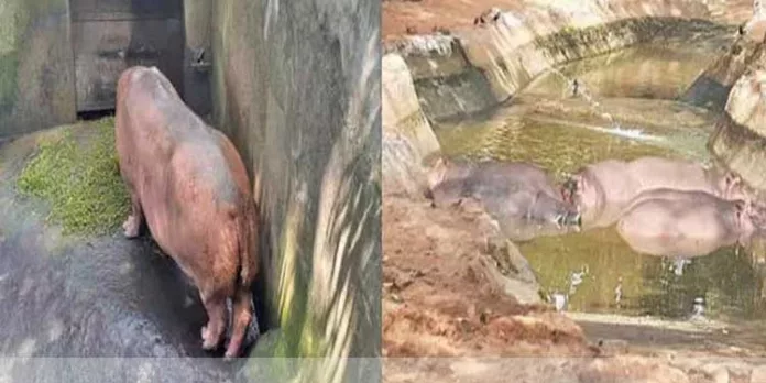 മൃഗശാലയില് ആണ്, പെണ് ഹിപ്പോകള് രണ്ടു കൂടുകളില് മൃഗശാലയില് ആണ്, പെണ് ഹിപ്പോകള് രണ്ടു കൂടുകളില്
