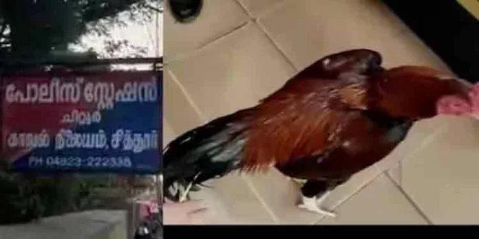 കോഴിപ്പോരിനിടെ പിടികൂടിയ പോരുകോഴികളെ പോലീസ് സ്റ്റേഷന് മുന്നിൽ ലേലം ചെയ്തു കോഴിപ്പോരിനിടെ പിടികൂടിയ പോരുകോഴികളെ പോലീസ് സ്റ്റേഷന് മുന്നിൽ ലേലം ചെയ്തു
