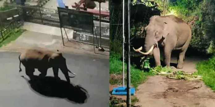 മൂന്നാറില് പ്രകോപിതനായ പടയപ്പ രണ്ട് ഓട്ടോറിക്ഷകൾ തകർത്തു മൂന്നാറില് പ്രകോപിതനായ പടയപ്പ രണ്ട് ഓട്ടോറിക്ഷകൾ തകർത്തു