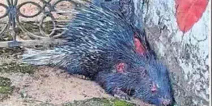 വാഹനമിടിച്ച് പരിക്കേറ്റ മുള്ളന് പന്നിക്ക് രക്ഷകരായത് വനപാലകര് വാഹനമിടിച്ച് പരിക്കേറ്റ മുള്ളന് പന്നിക്ക് രക്ഷകരായത് വനപാലകര്