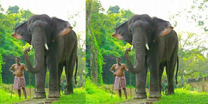 പി റ്റി സെവനെ പിടികൂടാൻ മുഖ്യ പങ്ക് വഹിച്ചത് സുരേന്ദ്രൻ പി റ്റി സെവനെ പിടികൂടാൻ മുഖ്യ പങ്ക് വഹിച്ചത് സുരേന്ദ്രൻ