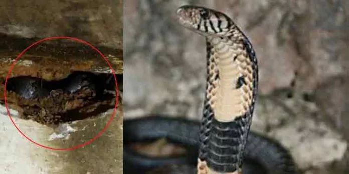 അങ്കണവാടി കെട്ടിടത്തില് മൂര്ഖന് പാമ്പിനെ കണ്ടെത്തി അങ്കണവാടി കെട്ടിടത്തില് മൂര്ഖന് പാമ്പിനെ കണ്ടെത്തി
