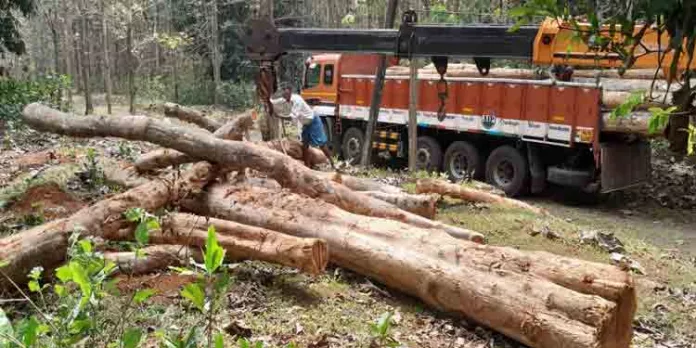 രേഖകൾ ഇല്ലാതെ കടത്തിയ തേക്കുതടികൾ വനപാലകർ പിടികൂടി രേഖകൾ ഇല്ലാതെ കടത്തിയ തേക്കുതടികൾ വനപാലകർ പിടികൂടി