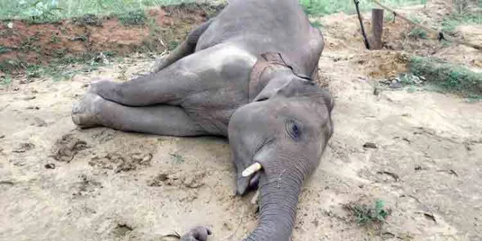 കല്ലാറിന്റെ കരയിൽ കാട്ടാനയുടെ ജഡം കണ്ടെത്തി കല്ലാറിന്റെ കരയിൽ കാട്ടാനയുടെ ജഡം കണ്ടെത്തി