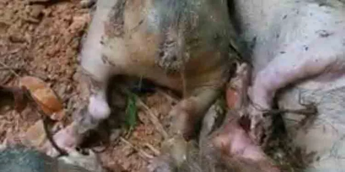 ചങ്ങരംകുളം എറവറാംകുന്നത്ത് കാട്ടുപന്നികൾ കൂട്ടത്തോടെ കിണറ്റിൽ വീണു ചത്തു ചങ്ങരംകുളം എറവറാംകുന്നത്ത് കാട്ടുപന്നികൾ കൂട്ടത്തോടെ കിണറ്റിൽ വീണു ചത്തു
