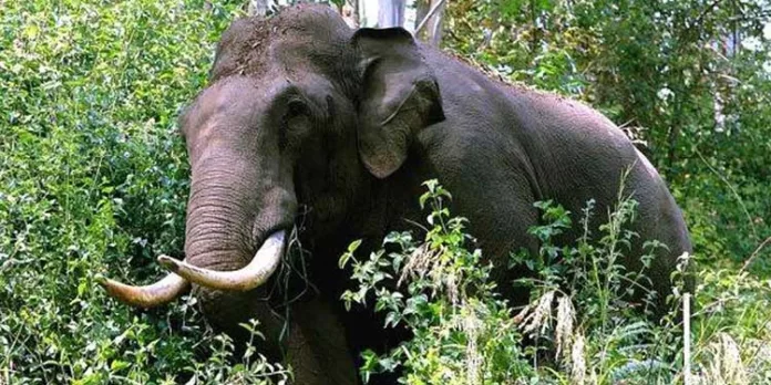 മാങ്കുളം വിരിപാറയിൽ കാട്ടാനയുടെ ആക്രമണം ; രണ്ടേക്കർ കൃഷി ആന നശിപ്പിച്ചു മാങ്കുളം വിരിപാറയിൽ കാട്ടാനയുടെ ആക്രമണം ; രണ്ടേക്കർ കൃഷി ആന നശിപ്പിച്ചു