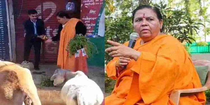 മദ്യശാലകൾക്ക് മുന്നിൽ പശുക്കളെ കെട്ടിയിട്ട് ബിജെപി നേതാവായ ഉമാഭാരതി മദ്യശാലകൾക്ക് മുന്നിൽ പശുക്കളെ കെട്ടിയിട്ട് ബിജെപി നേതാവായ ഉമാഭാരതി
