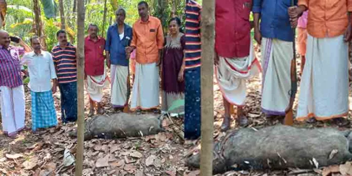 കൃഷിയിടത്തിൽ ഇറങ്ങിയ കാട്ടുപന്നിയെ വെടിവെച്ചു കൊന്നു കൃഷിയിടത്തിൽ ഇറങ്ങിയ കാട്ടുപന്നിയെ വെടിവെച്ചു കൊന്നു