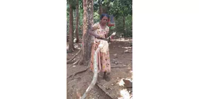 കോന്നി തണ്ണിത്തോട് റോഡില് ഇഞ്ചവെട്ട് സംഘങ്ങള് സജീവം കോന്നി തണ്ണിത്തോട് റോഡില് ഇഞ്ചവെട്ട് സംഘങ്ങള് സജീവം