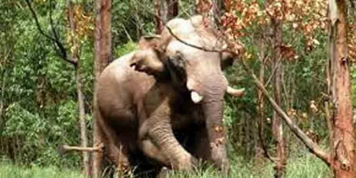അരിക്കൊമ്പനെ മയക്കുവെടിവച്ച് പിടികൂടാന് ഉത്തരവ് ച വനം വകുപ്പ് ഉദ്യോഗസ്ഥര് ഇന്ന് യോഗം ചേരും അരിക്കൊമ്പനെ മയക്കുവെടിവച്ച് പിടികൂടാന് ഉത്തരവ് ച വനം വകുപ്പ് ഉദ്യോഗസ്ഥര് ഇന്ന് യോഗം ചേരും