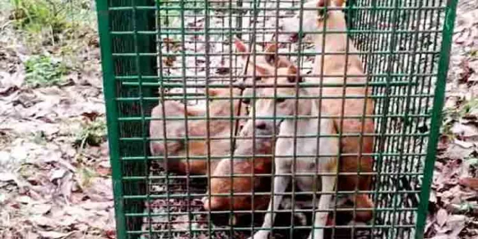കടുവക്ക് വെച്ച കെണിയിൽ കുടുങ്ങി തെരുവ് നായകൾ കടുവക്ക് വെച്ച കെണിയിൽ കുടുങ്ങി തെരുവ് നായകൾ