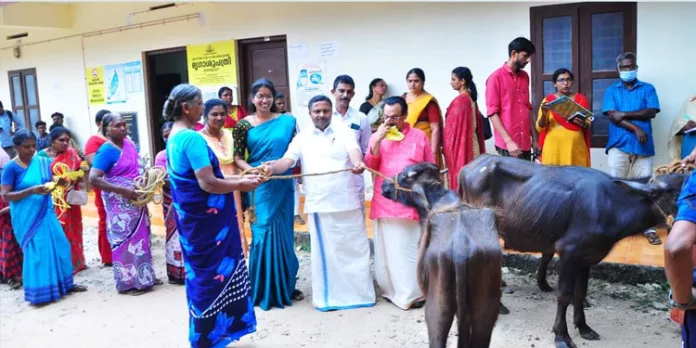 101 കുടുംബങ്ങള്ക്ക് പോത്തുകുട്ടിയെ വിതരണം ചെയ്തു 101 കുടുംബങ്ങള്ക്ക് പോത്തുകുട്ടിയെ വിതരണം ചെയ്തു