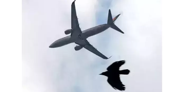 പക്ഷിയിടിച്ചു ; ഇൻഡിഗോ വിമാനം അടിയന്തിരമായി നിലത്തിറക്കി പക്ഷിയിടിച്ചു ; ഇൻഡിഗോ വിമാനം അടിയന്തിരമായി നിലത്തിറക്കി