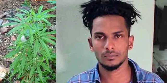 തിരുവല്ലയിൽ വീട്ടു വളപ്പില് കഞ്ചാവ് കൃഷി ; യുവാവ് എക്സൈസിന്റെ പിടിയില് തിരുവല്ലയിൽ വീട്ടു വളപ്പില് കഞ്ചാവ് കൃഷി ; യുവാവ് എക്സൈസിന്റെ പിടിയില്
