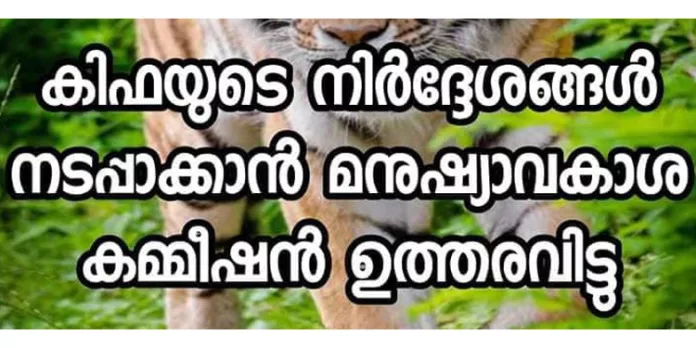 കേരളത്തിലെ കടുവ ആക്രമണം : കിഫയുടെ നിർദേശങ്ങൾ നടപ്പാക്കാൻ മനുഷ്യാവകാശ കമ്മീഷൻ ഉത്തരവിട്ടു കേരളത്തിലെ കടുവ ആക്രമണം : കിഫയുടെ നിർദേശങ്ങൾ നടപ്പാക്കാൻ മനുഷ്യാവകാശ കമ്മീഷൻ ഉത്തരവിട്ടു