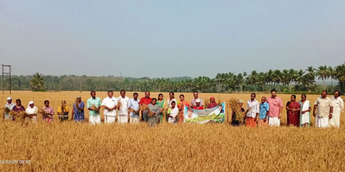 കൊയ്ത്തുത്സവം നടത്തി കൊയ്ത്തുത്സവം നടത്തി