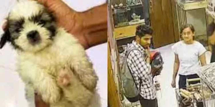 നായ്ക്കുട്ടിയെ മോഷ്ടിച്ച സംഭവം ; കേസ് വേണ്ടെന്ന് കടയുടമ നായ്ക്കുട്ടിയെ മോഷ്ടിച്ച സംഭവം ; കേസ് വേണ്ടെന്ന് കടയുടമ