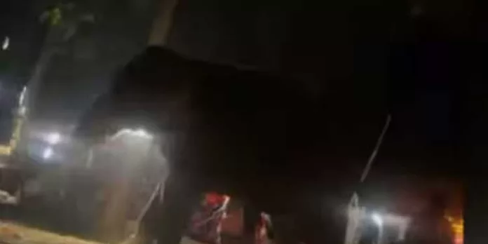 തൃശൂർ കുന്നംകുളത്ത് കല്ലഴി പൂരത്തിനിടയിൽ ആനയിടഞ്ഞു തൃശൂർ കുന്നംകുളത്ത് കല്ലഴി പൂരത്തിനിടയിൽ ആനയിടഞ്ഞു