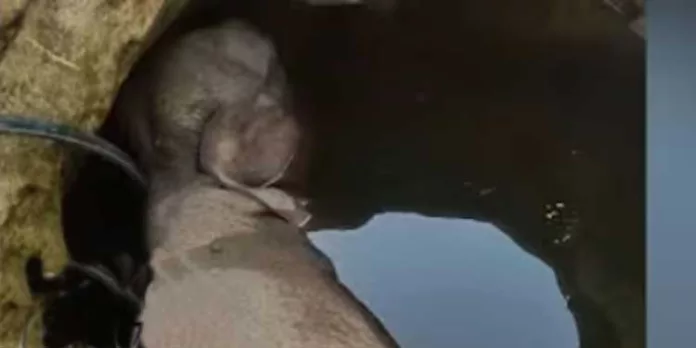 ഇടുക്കി മാങ്കുളം വലിയപാറകുടിയിൽ കാട്ടാനയെ കിണറ്റിൽ വീണ് ചരിഞ്ഞ നിലയിൽ കണ്ടെത്തി ഇടുക്കി മാങ്കുളം വലിയപാറകുടിയിൽ കാട്ടാനയെ കിണറ്റിൽ വീണ് ചരിഞ്ഞ നിലയിൽ കണ്ടെത്തി